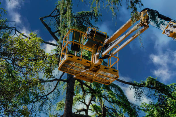 Best Palm Tree Trimming  in St Augusta, MN